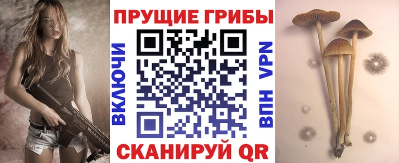 как найти закладки  Магас  Псилоцибиновые грибы GOLDEN TEACHER 